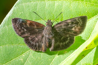 Quadrus fridericus-0998 - Minca - 16/07/25