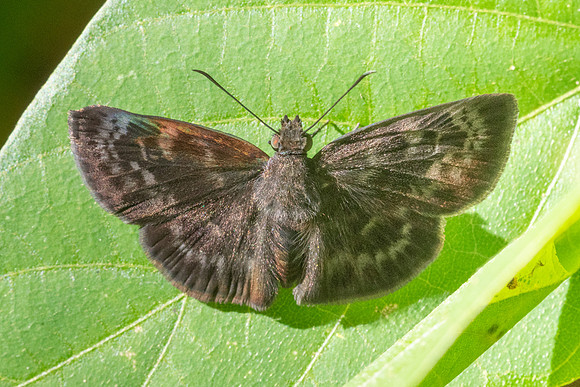 Quadrus fridericus-0998 - Minca - 16/07/25