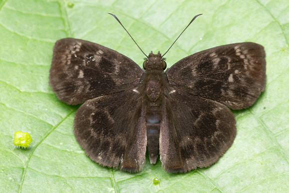 Quadrus fridericus-9827 - Bucaramanga - 13/07/25