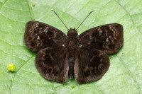 Quadrus fridericus-9826 - Bucaramanga - 13/07/25
