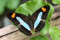 Adelpha serpa diadochus-1513 - Mesa de los santos - 14/05/19