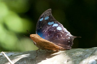 Anaea perenna