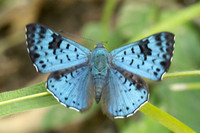 Lasaia agesilas-3961 - Minca - 18/07/25