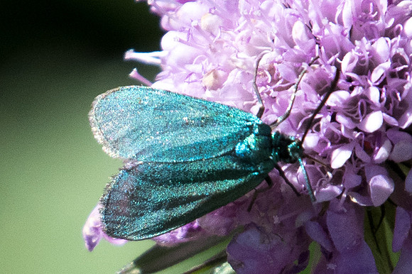 Procris-8976 - Termignon - 16/07/22