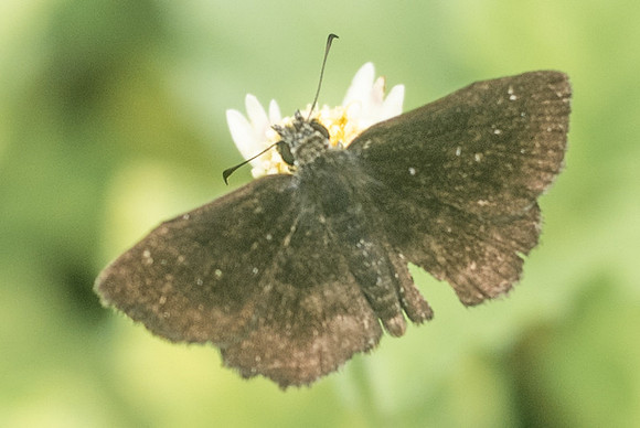 Staphylus ascalaphus ou mazans-1385