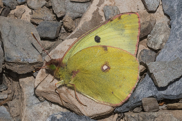 Colias hiale-59 - Col de Larche - 29/06/21