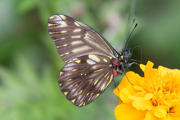 Catasticta ctemene rubricata --5827 - Salento - 6/05/19