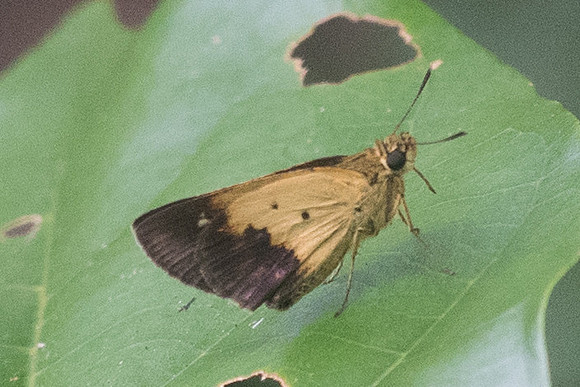 ZOGRAPHETUS SATWA-3867 - Krabi - 22/11/23
