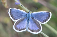 Plebejus argus ♂-0455 - Gréolieres les neiges - 27/06/20