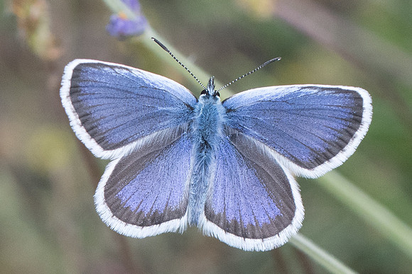 Plebejus argus ♂-0455 - Gréolieres les neiges - 27/06/20