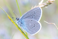 Cyaniris semiargus ♂-0613 - Gréolieres les neiges - 27/06/20