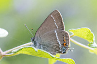 Satyrium spini -1761 - Rimplas - 29/06/20