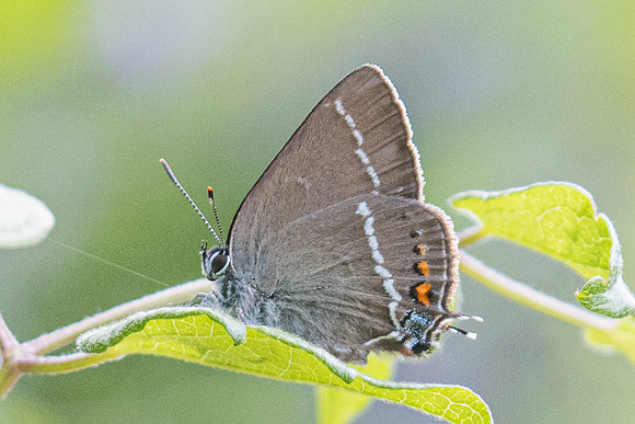 Satyrium spini -1761 - Rimplas - 29/06/20