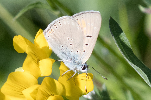 Lycaena hippothoe-1783 - Roubion les neiges - 29/06/20