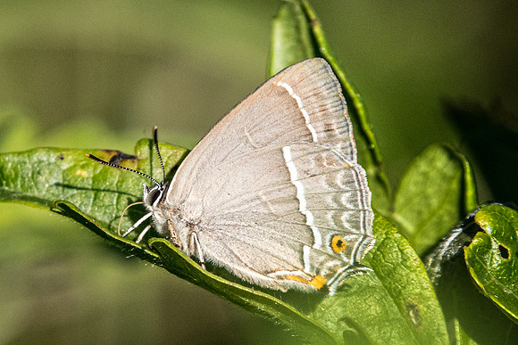 Neozephyrus quercus-5428 - Cipières - 5/07/20