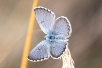 Pseudophilotes baton ♂-5640- 5/07/20