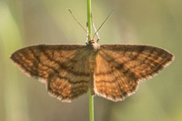 Idaea ochrata-5901