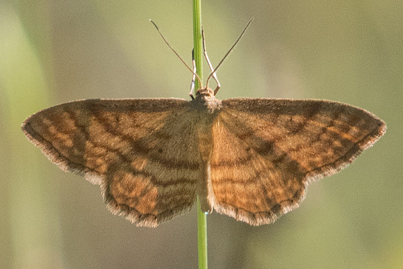 Idaea ochrata-5901