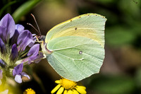 Gonepteryx cleopatra-6420 - Route Gourdon caussols  - 5/07/20