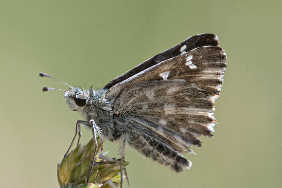Carcharodus flocciferus-6501 - Caussols - 5/07/20