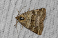 Synthymia fixa -8568 - Signes - 1/06/25