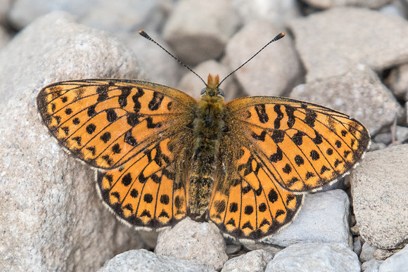 Boloria euphrosyne-4247 - Col de la Cayolle - 6/07/21