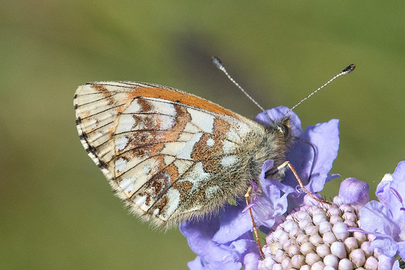 Boloria napaea-1630 - Cervieres 18/07/22