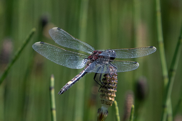Leucorrhinia pectoralis-2150 - Noel-cerneux - 11/06/22