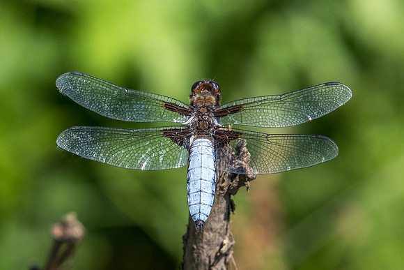 Libellula depressa -2153