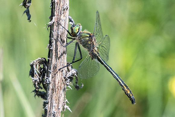 Cordulia aenea-2176 - Noel-cerneux 11/06/22
