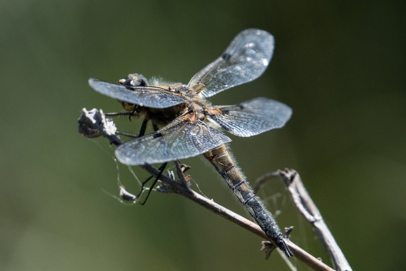 Libellula quadrimaculata-2173