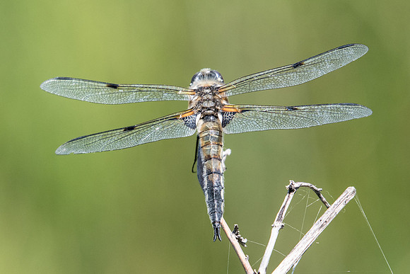 Libellula quadrimaculata-2169