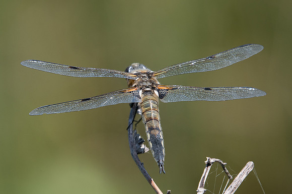 Libellula quadrimaculata -2172
