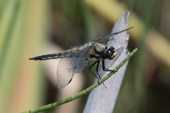 Libellula quadrimaculata-2180 - Noel-Cerneux - 11/06/22