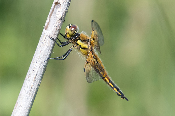 Libellula quadrimaculata-2196 - Noel-Cerneux - 11/06/22