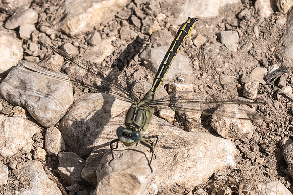 Gomphus simillimus-2503 - Noel-Cerneux - 12/06/22