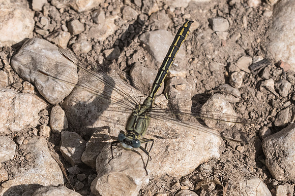 Gomphus simillimus -2505 - Noel-Cerneux - 12/06/22