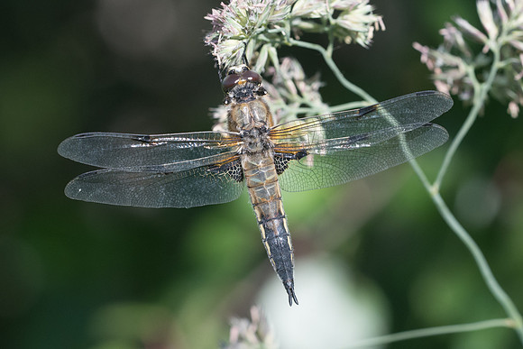 Libellula quadrimaculata-2298 - Noel-Cerneux - 12/06/22