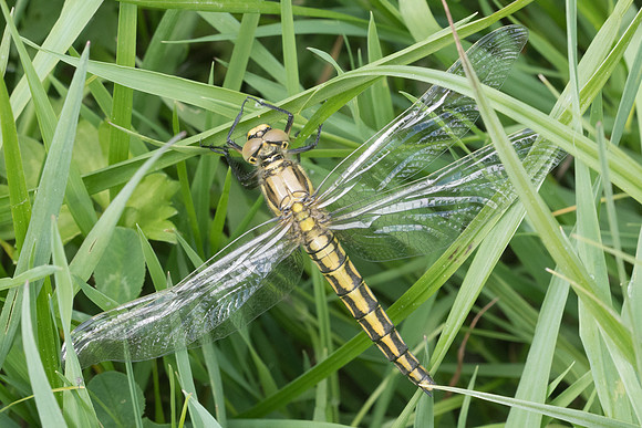 Libellule-7038 - Noel-Cerneux - 27/05/22