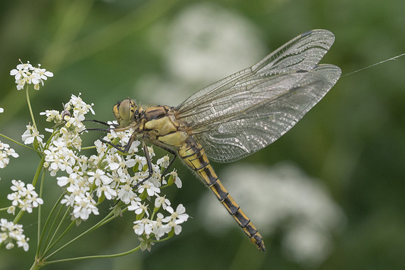 Libellule-7041 - Noel-Cerneux - 27/05/22