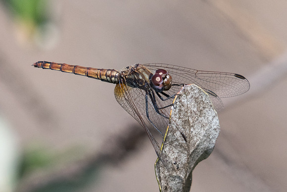 Trithemis annulata-8196 - Lac du Salagou - 30/09/22