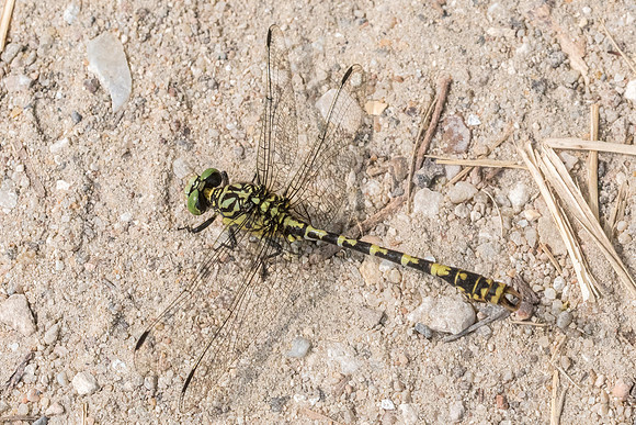 Onychogomphus forcipatus-7473 - Chenonceaux- 21/08/21