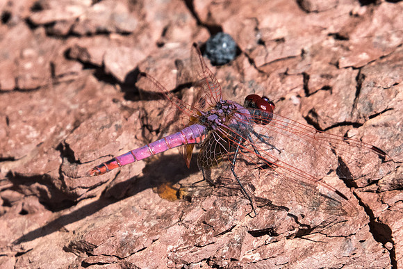 Trithemis annulata-8264 - Lac Salagou - 30/09/22