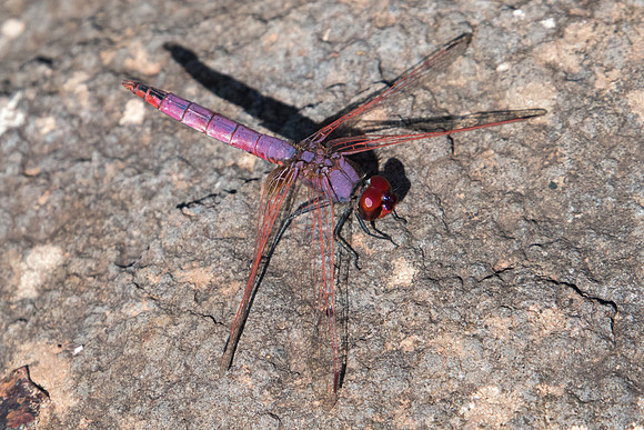 Trithemis annulata -8248 - Salagou - 30/09/22