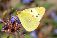 Colias crocea ♀ f helice-0208 - Paris - 28/09/25