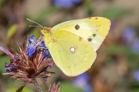 Colias crocea ♀ f helice-0208 - Paris - 28/09/25