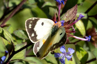 Colias crocea ♀ f helice-0241- Paris - 28/09/25