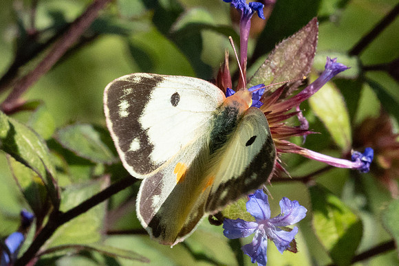 Colias crocea ♀ f helice-0241- Paris - 28/09/25