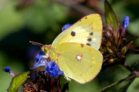 Colias crocea ♀ f helice-0224- Paris - 28/09/25