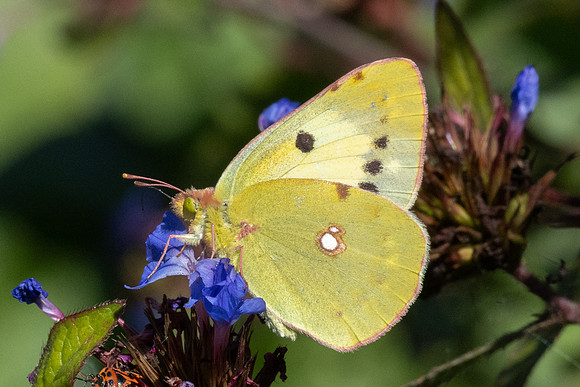 Colias crocea ♀ f helice-0224- Paris - 28/09/25